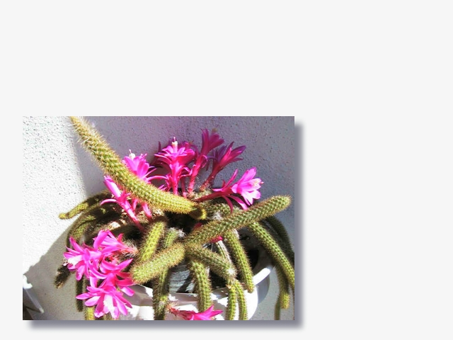 Aporocactus_flagelliformis.jpg (135263 Byte)