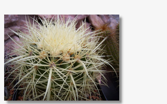 Echinocactus grusonii.JPG (69768 Byte)