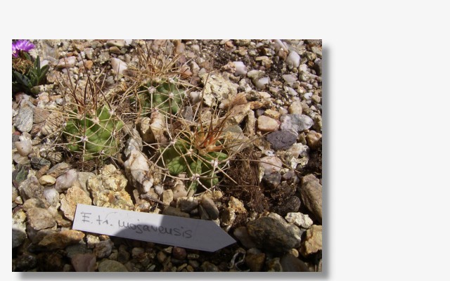 Echinocereus mojavensis.JPG (79846 Byte)