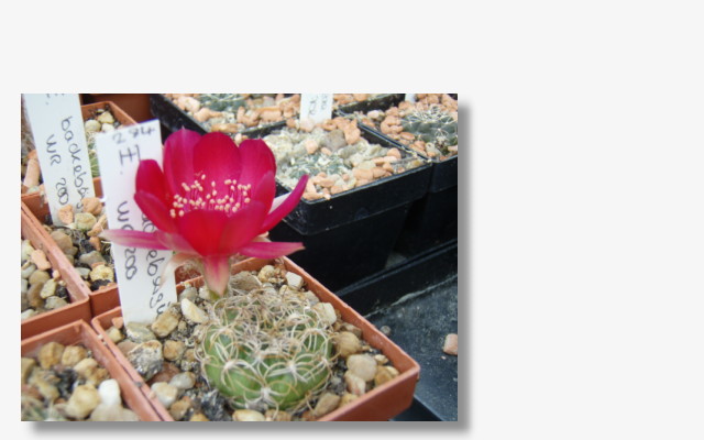 Echinopsis backebergii WR 200.JPG (54217 Byte)