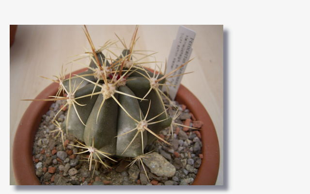 Ferocactus alamosanus.JPG (35188 Byte)