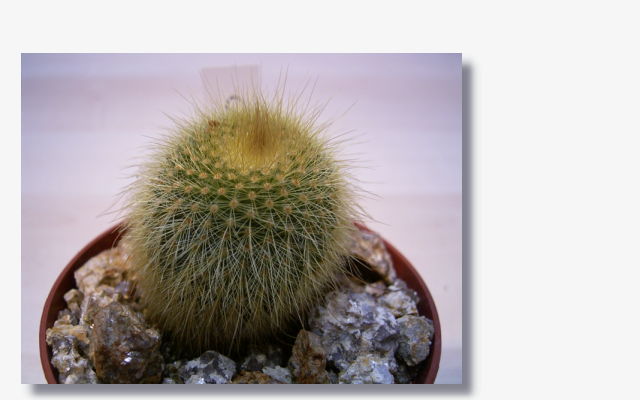 Notocactus leninghausii.JPG (34934 Byte)
