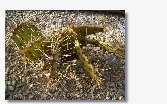 Opuntia engelmanii.JPG (166642 Byte)