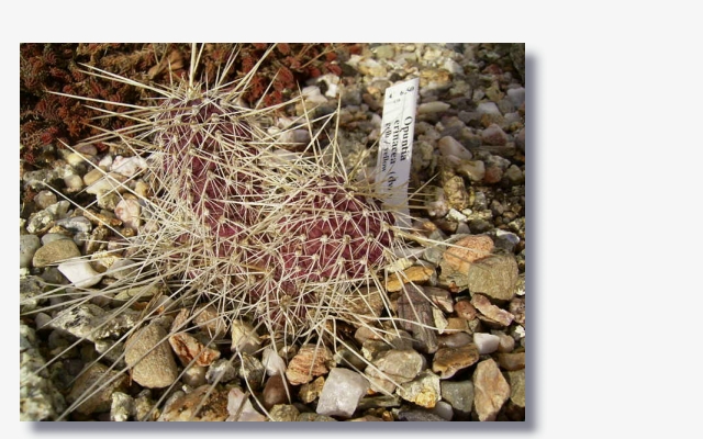 Opuntia erinacea.JPG (170017 Byte)